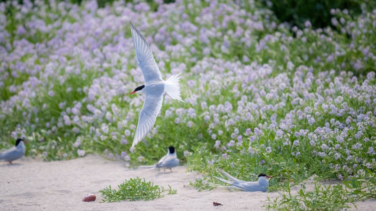 Common terns on the Farne Islands in Northumberland